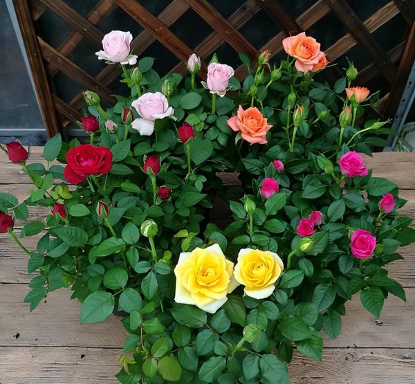 钻石玫瑰月季优缺点介绍