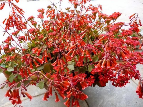 钻石玫瑰月季优缺点介绍