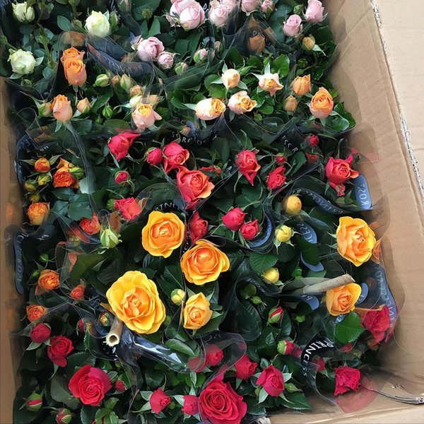 钻石玫瑰月季优缺点介绍