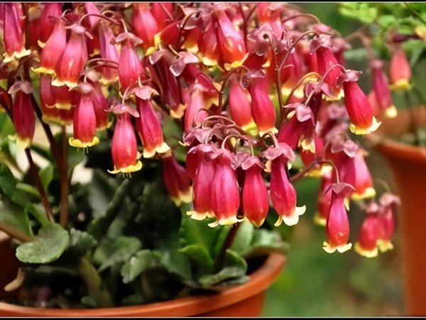 钻石玫瑰月季优缺点介绍