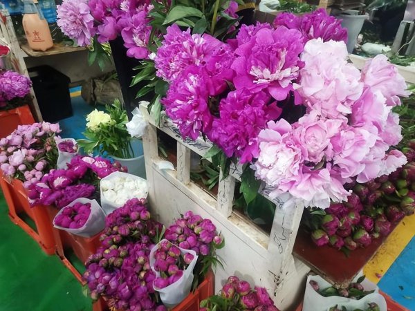 钻石玫瑰月季优缺点介绍