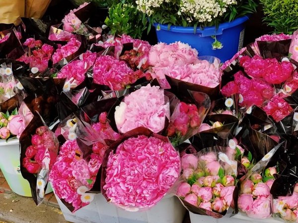 钻石玫瑰月季优缺点介绍