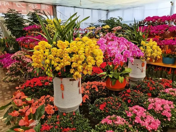 钻石玫瑰月季优缺点介绍