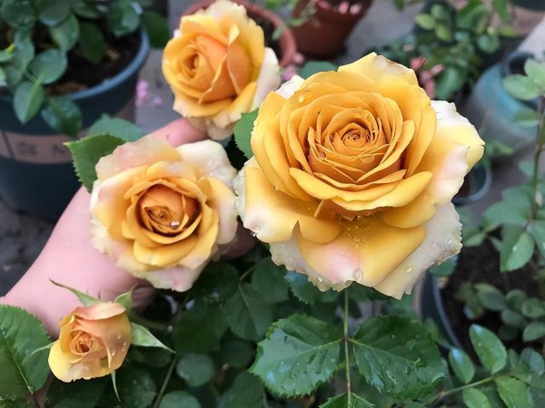 钻石玫瑰月季优缺点介绍