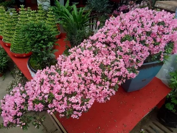 钻石玫瑰月季优缺点介绍