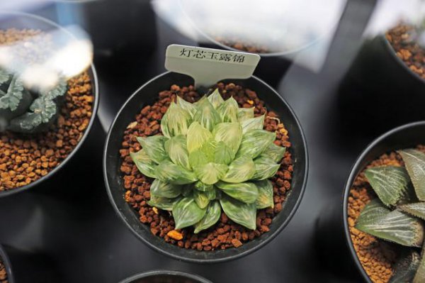 玉露要怎么养才会漂亮好看 :