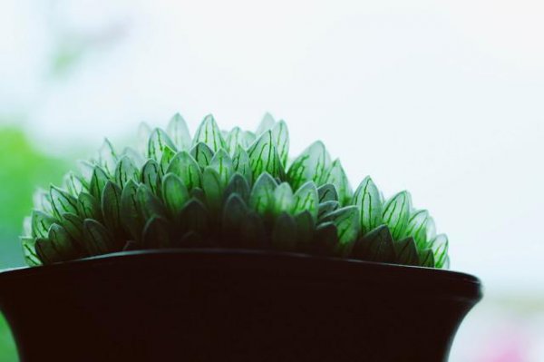 玉露要怎么养才会漂亮好看 :