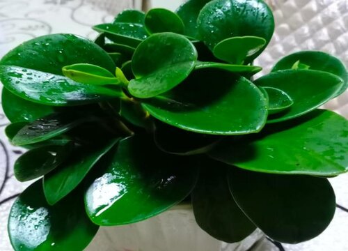 燕子掌可以水培吗