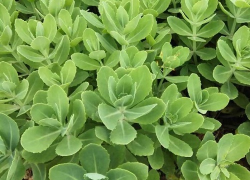 燕子掌可以水培吗