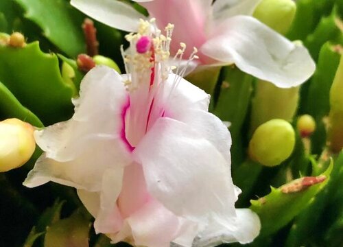 蟹爪兰花后叶片又薄又软如何补救