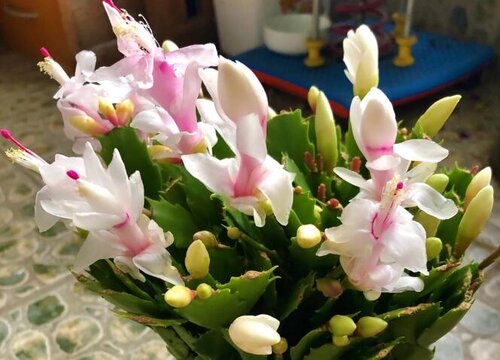 蟹爪兰花后叶片又薄又软如何补救