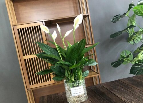 家里为什么不能养一帆风顺