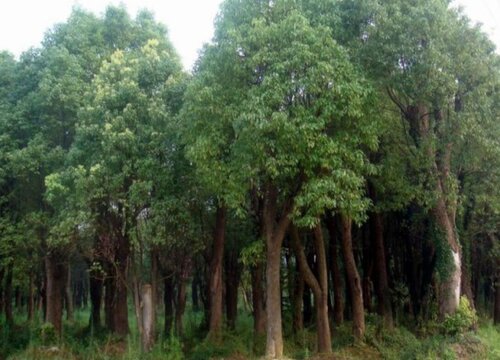 樟树是常绿树还是落叶树