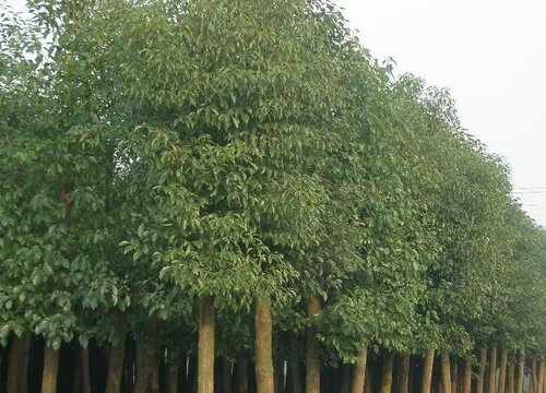 樟树是常绿树还是落叶树