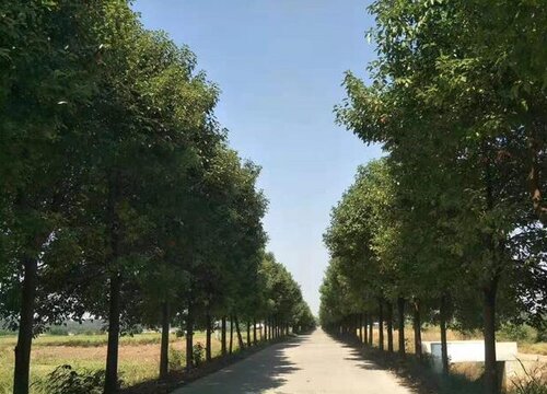 樟树是常绿树还是落叶树