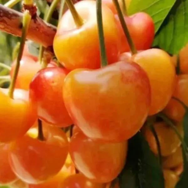 黄色大樱桃有哪些品种