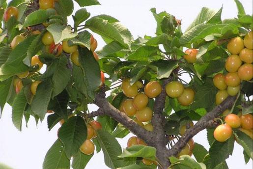 黄色大樱桃有哪些品种