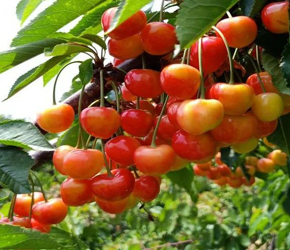 黄色大樱桃有哪些品种