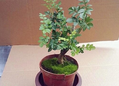 对节白蜡开花吗