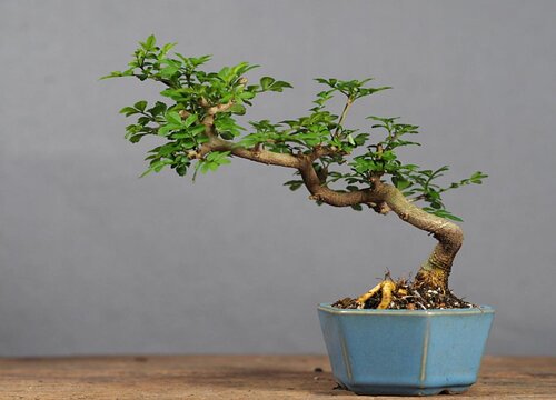 对节白蜡开花吗