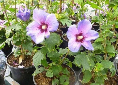 木槿花叶片发黄怎么办