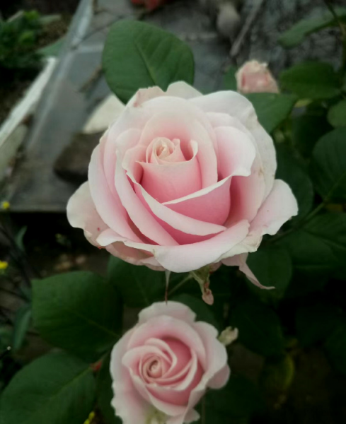 月季品种名称及图片