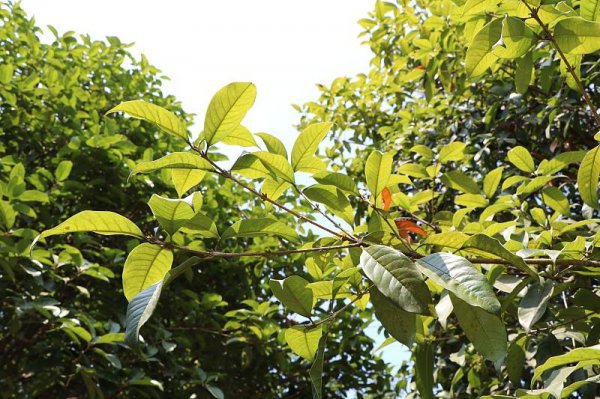 香叶是什么树的叶子图片