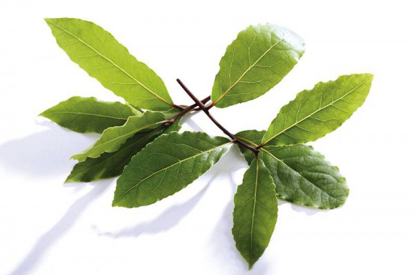 香叶是什么树的叶子图片