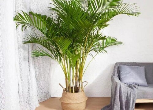 散尾竹的寓意与风水