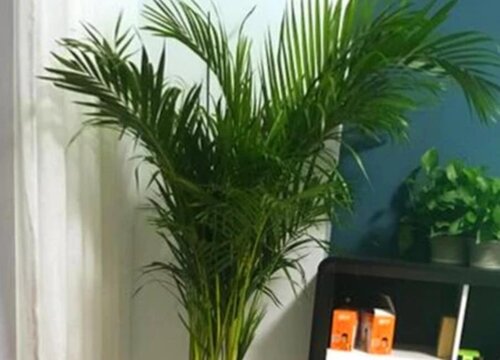 散尾竹的寓意与风水