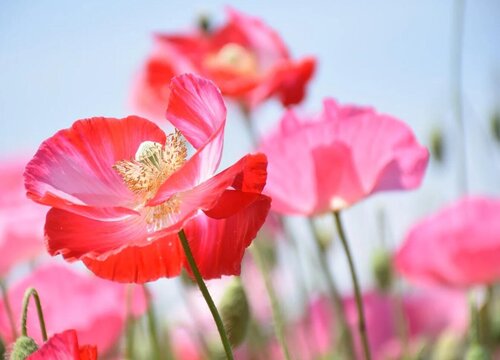 虞美人的花语是什么含义