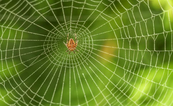 蜘蛛进家里有什么预兆