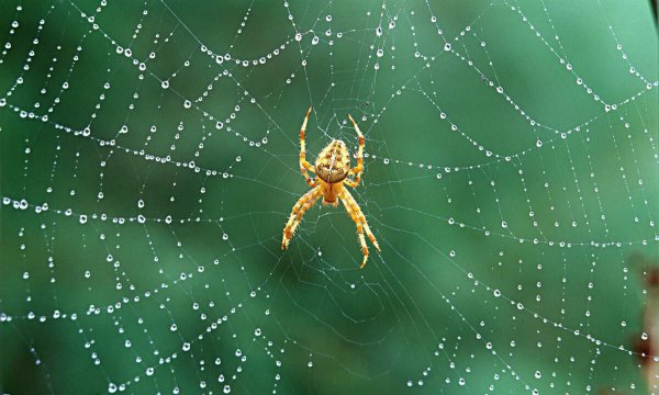 蜘蛛进家里有什么预兆