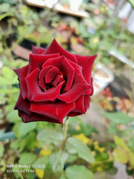 女生喜欢什么花盘点