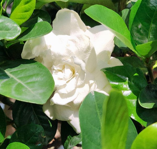 女生喜欢什么花盘点