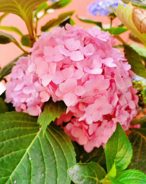 女生喜欢什么花盘点