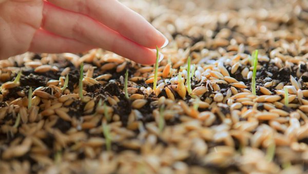 农事活动包括哪些过程