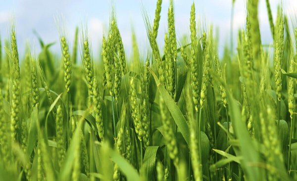 农事活动包括哪些过程