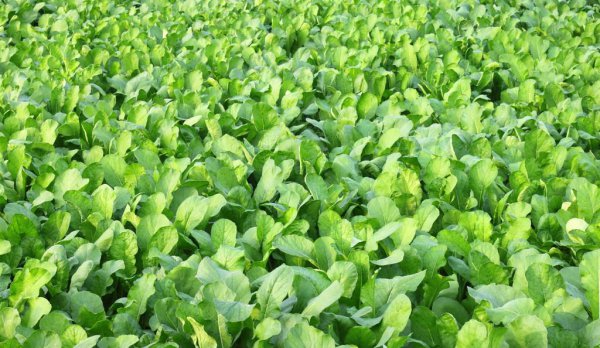 农事活动包括哪些过程