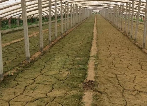 土壤板结的危害及防治措施