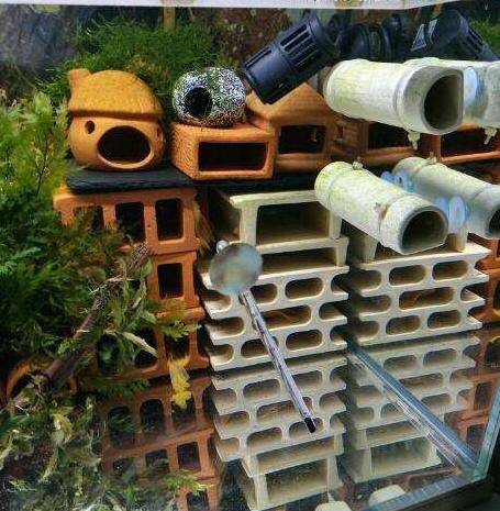 小龙虾可以养在鱼缸里吗