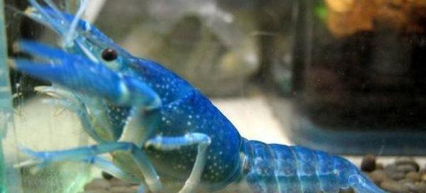 小龙虾可以养在鱼缸里吗