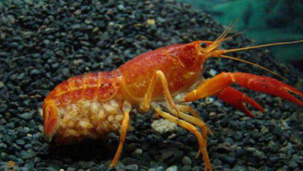 小龙虾可以养在鱼缸里吗