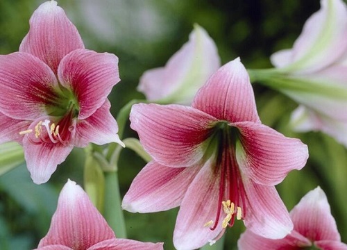 朱顶红种球如何挑选