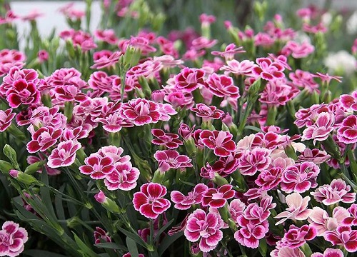 欧石竹花期是什么时候