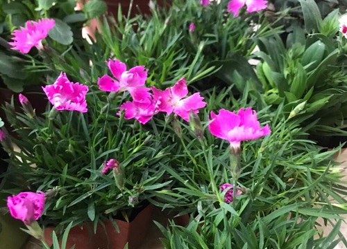 欧石竹花期是什么时候