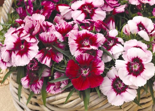 欧石竹花期是什么时候