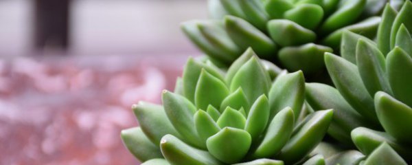 怎么养多肉才长得好看