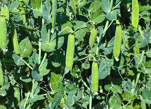 荷兰豆种植技术与管理