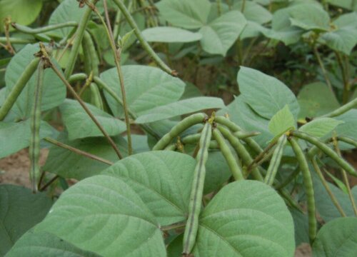 红小豆的种植方法和时间